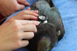Kereru Endoscopy