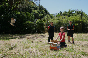 The Nest Kereru release