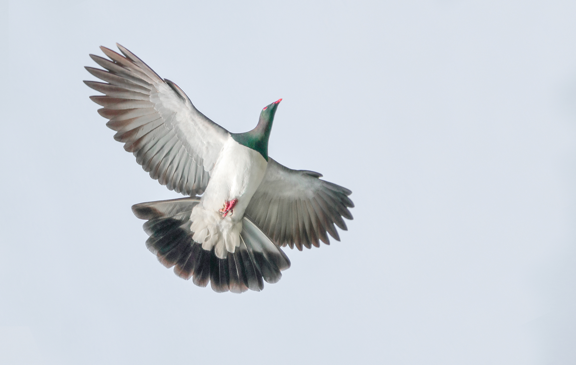 Great Kererū Count 2018 takes flight