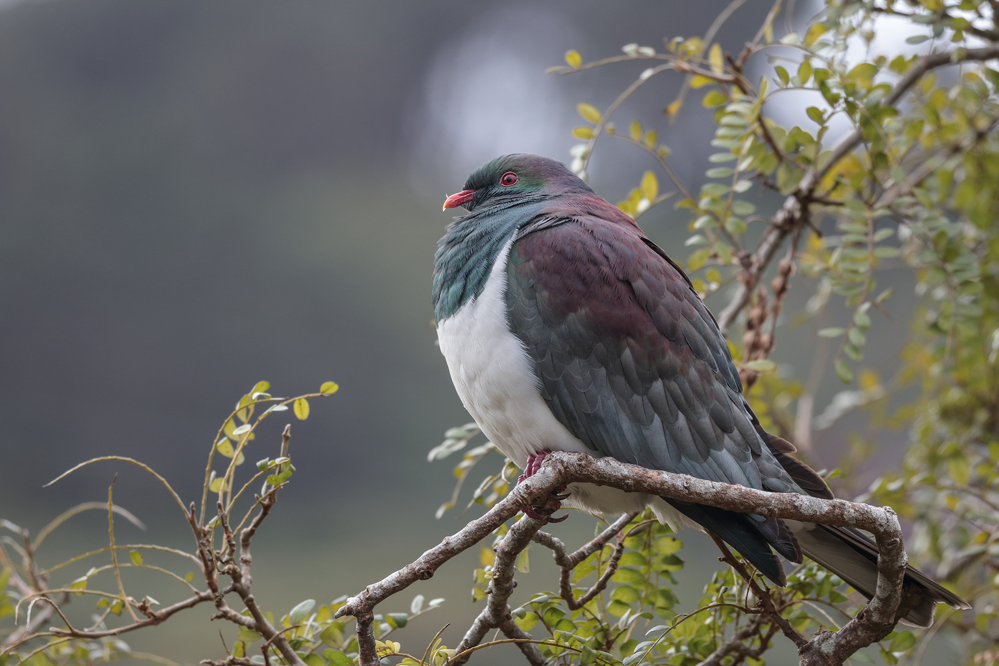 Year six of data collecting is about to start with the return of the Great Kererū Count 2019