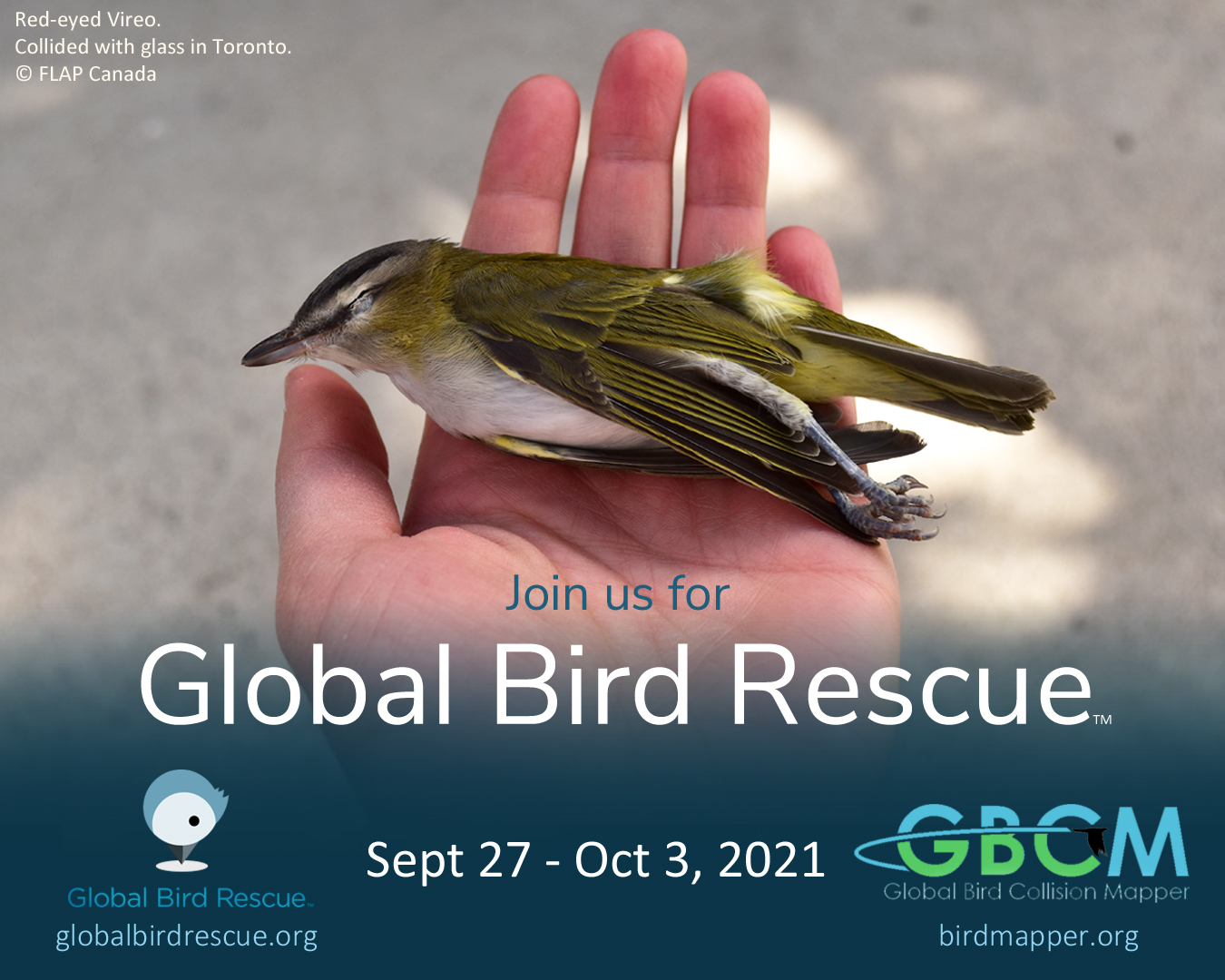 Join the Global Bird Rescue citizen science project 2021